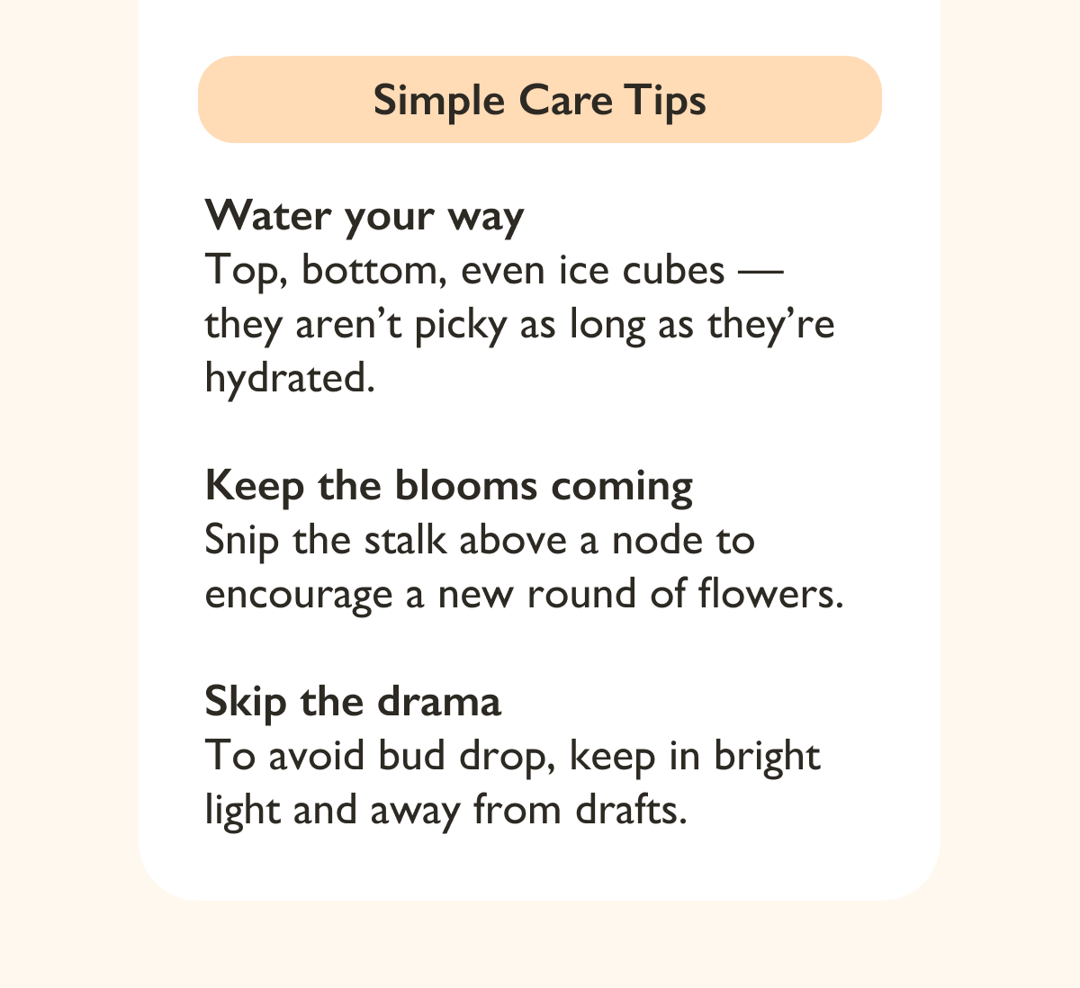 Orchid Simple Care Tips