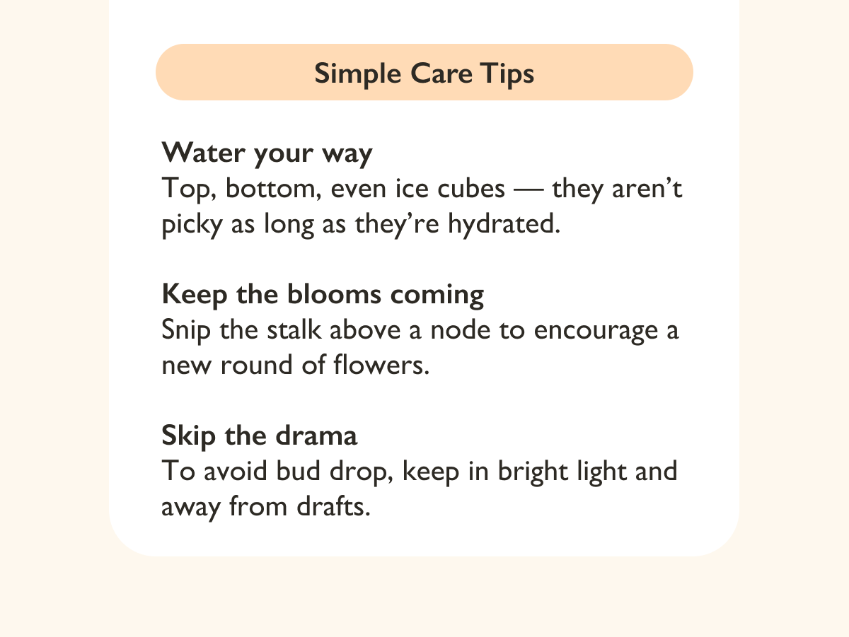 Pictured: Simple Care Tips for Orchids Pictured: Simple Care Tips for Orchids