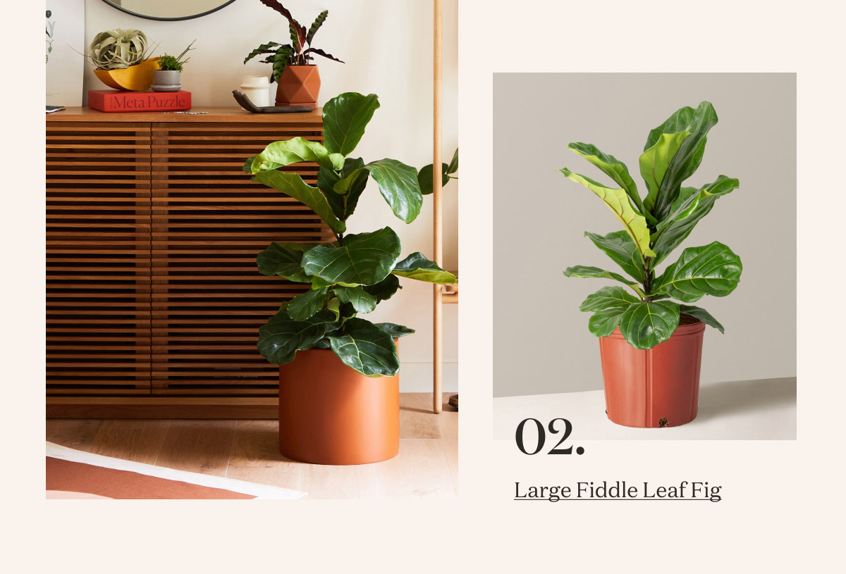 Large Fiddle Leaf Fig