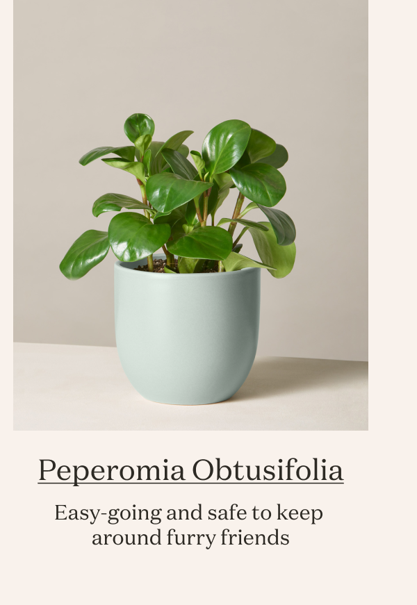 Peperomia Obtusifolia