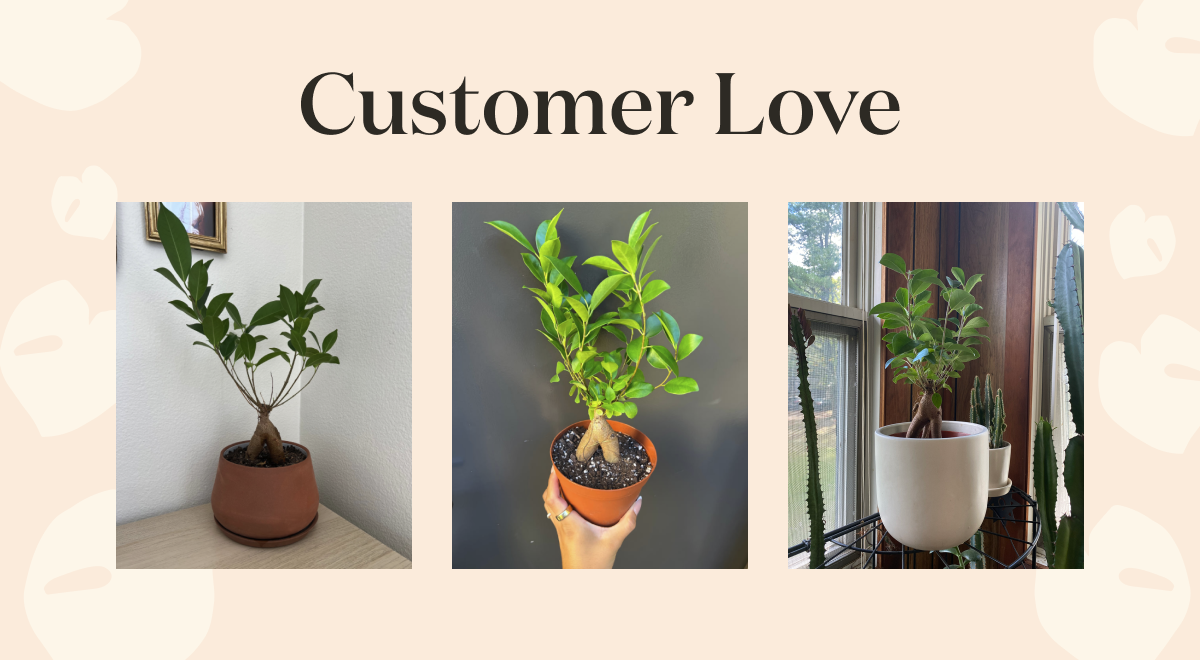 Customer photos of the Ficus Ginseng.