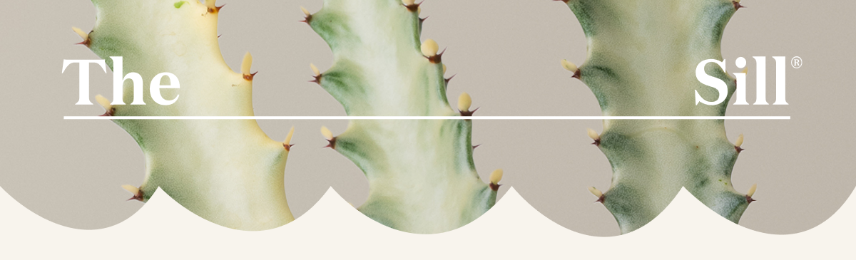 The Sill Unusual Plants