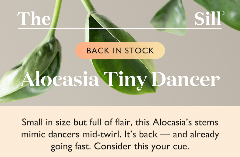 Small in size but full of flair, this Alocasia’s stems mimic dancers mid-twirl. It’s back, and already going fast. Consider this your cue.