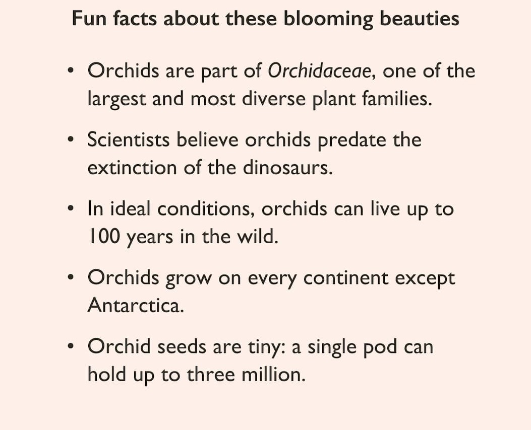 Pictured: Fun Facts About Orchids