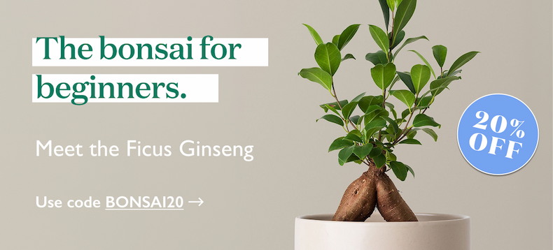 Meet the Bonsai Ficus Ginseng