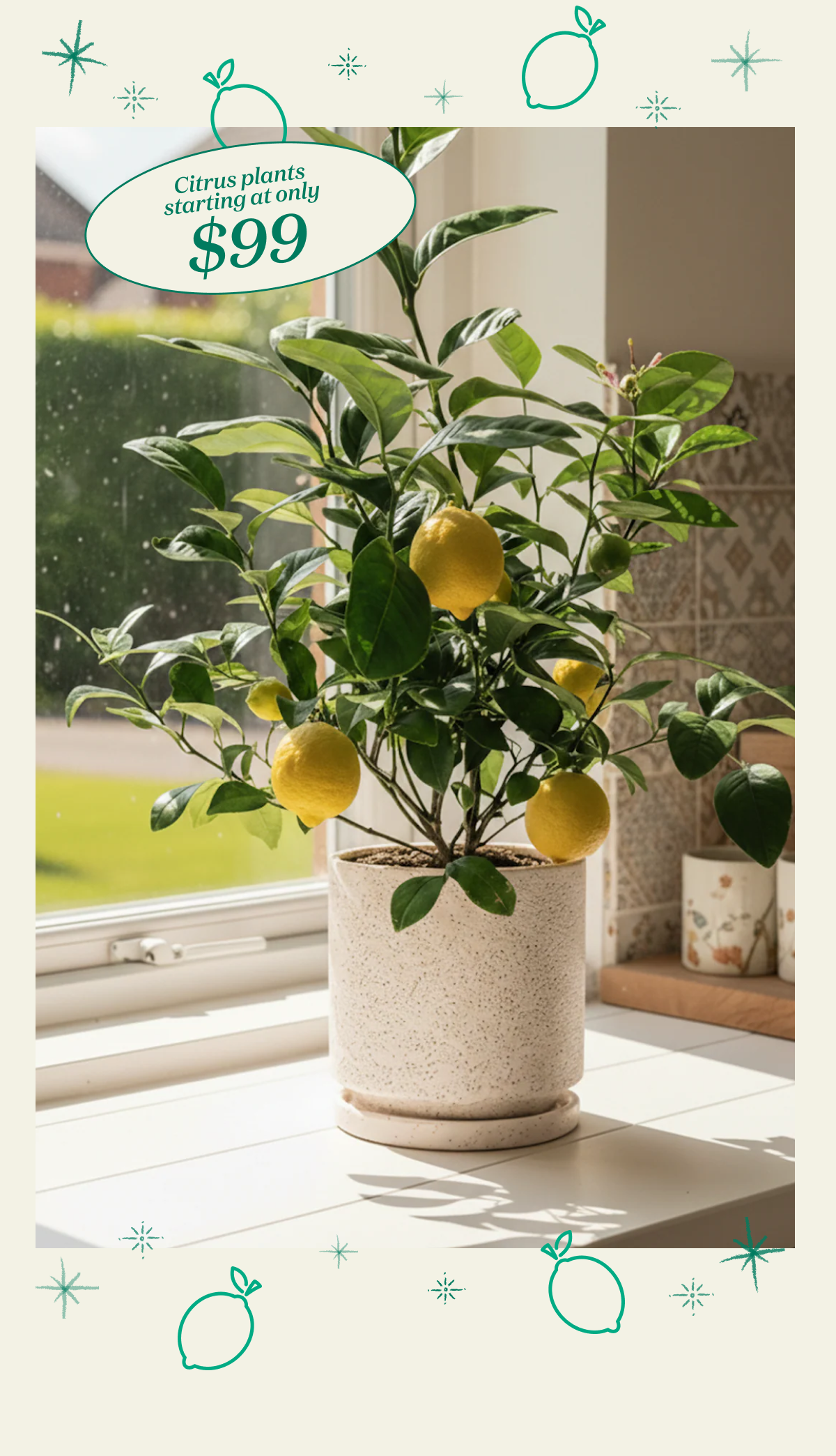 Easy Citrus Trees to Grow at Home
