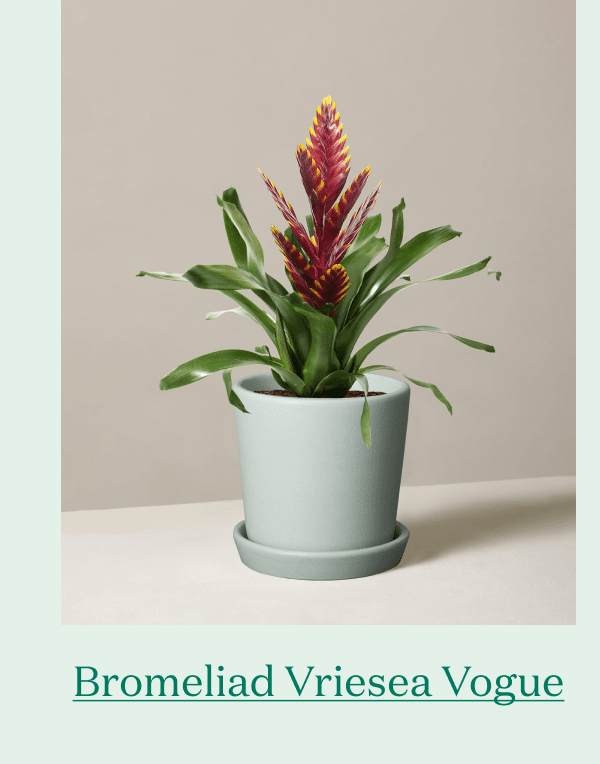 Bromeliad Vriesea Vogue