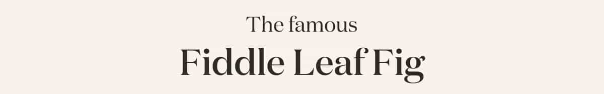 The Famous Fiddle Leaf Fig