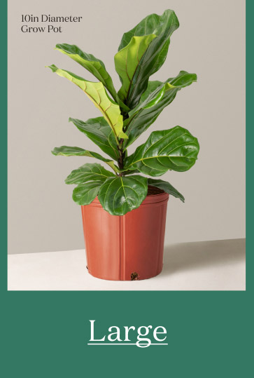 Large Fiddle Leaf Fig