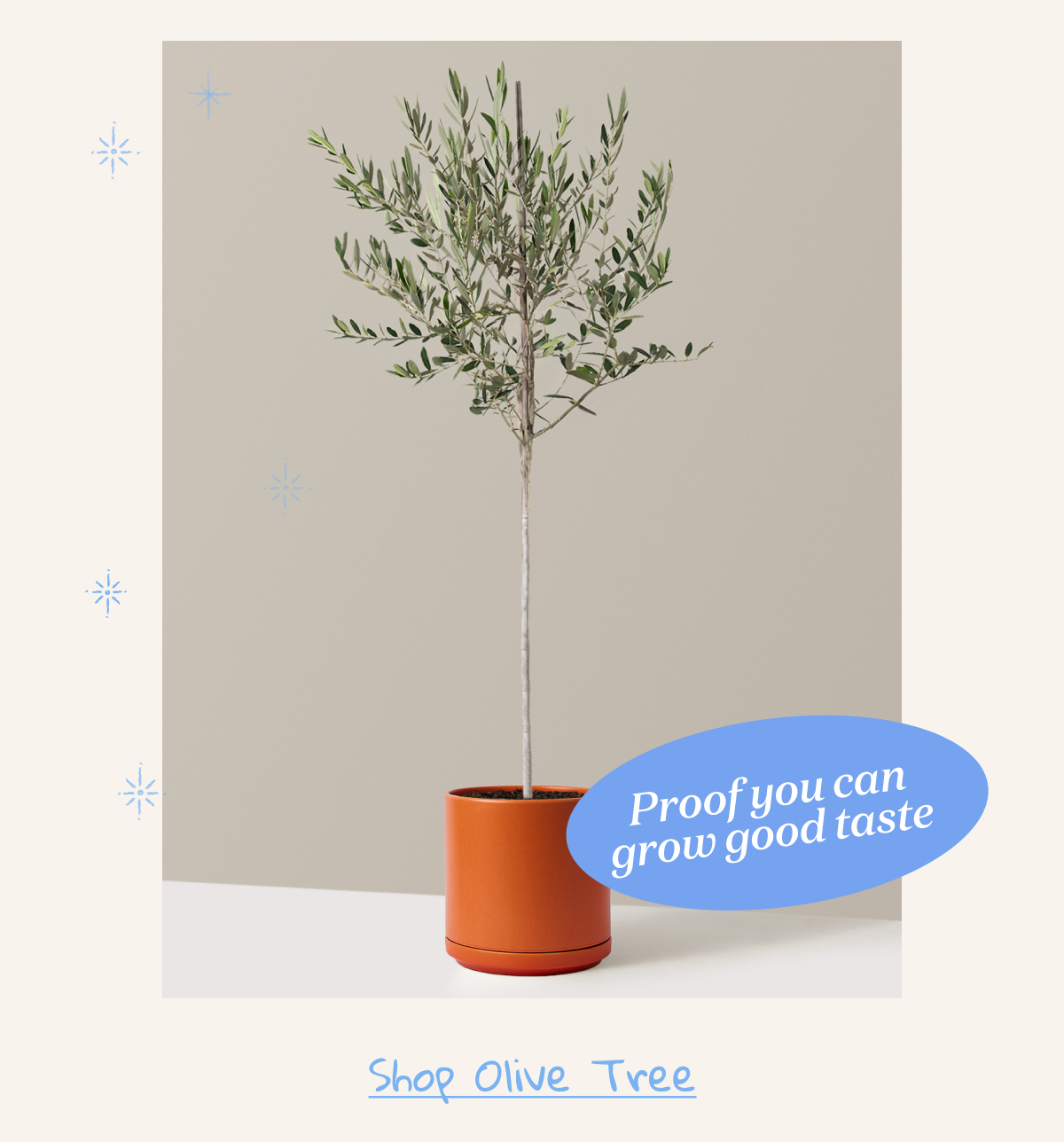 Olive Tree