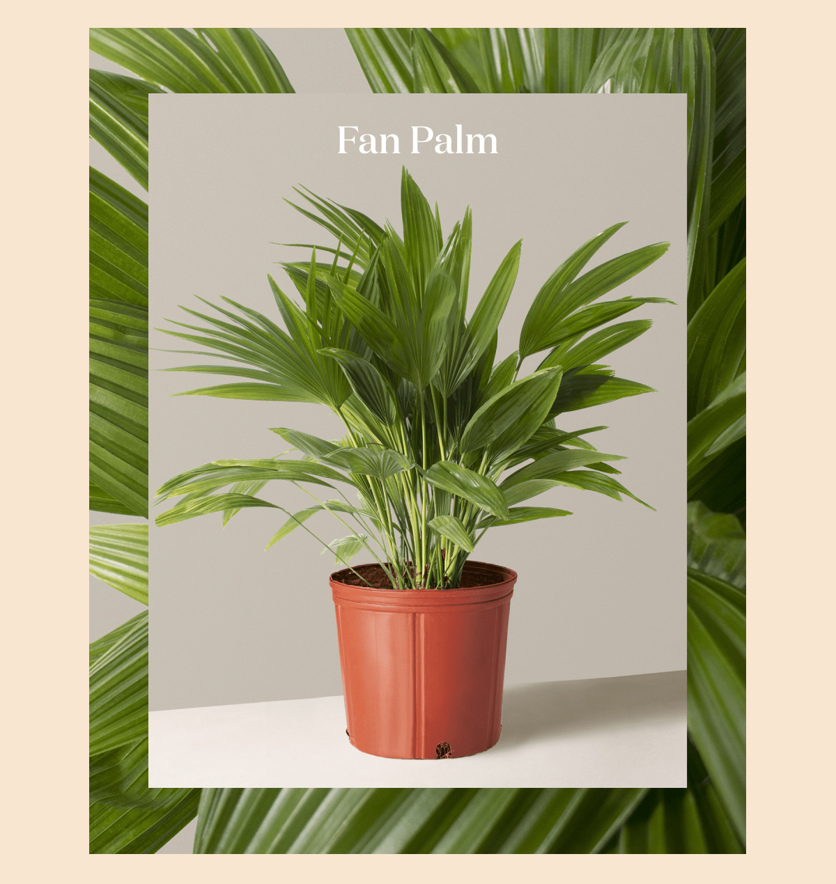 Fan Palm