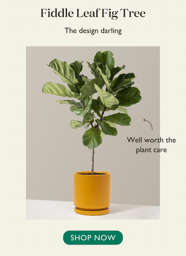 Fiddle Leaf Fig Tree