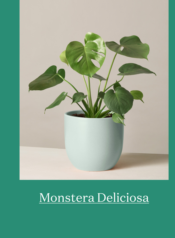 Monstera Deliciosa