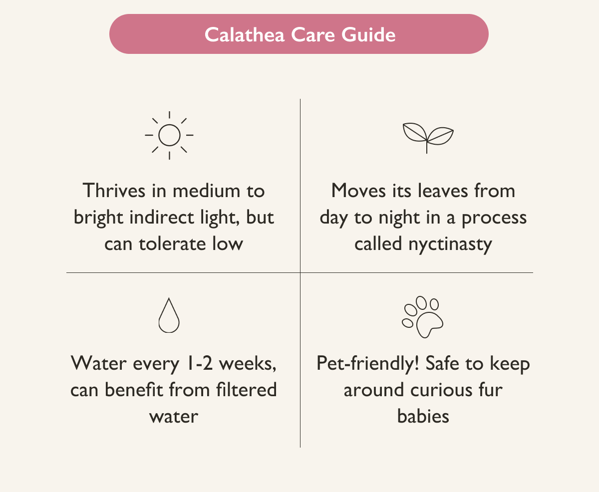 Calathea Plant Care Guide