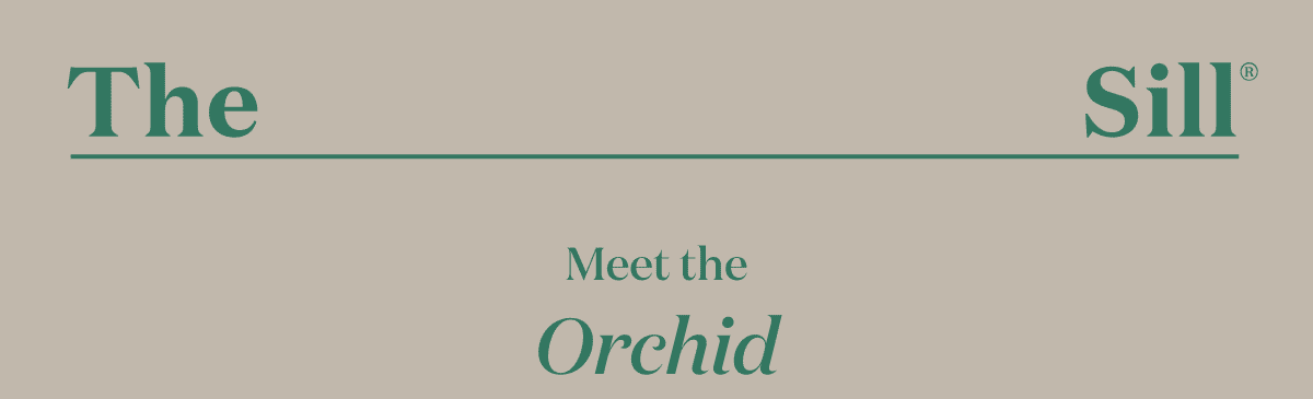 Meet the Orchid