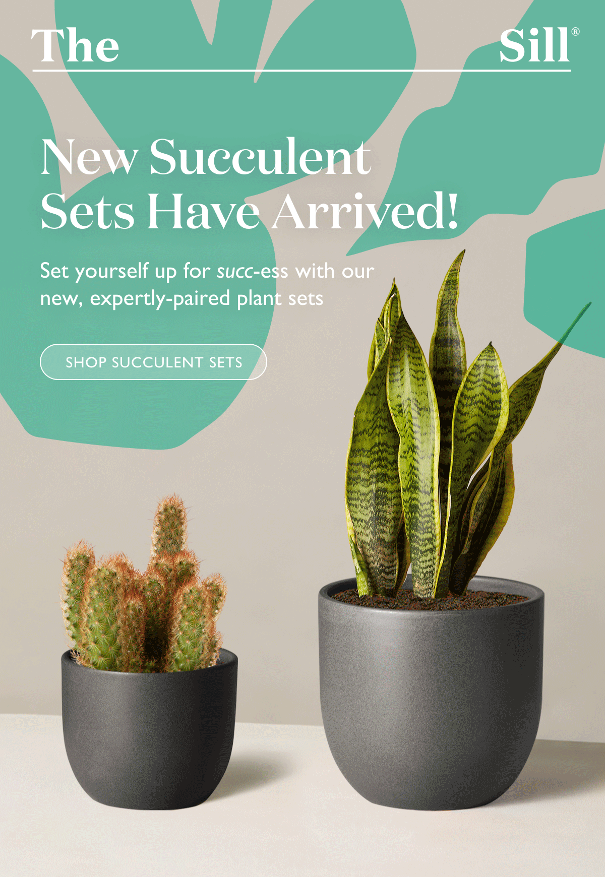 New Succulent Sets have Arrived! Shop now