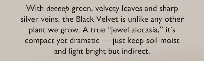 With deep green, velvety leaves and sharp silver veins, the Black Velvet is unlike any other plant we grow.