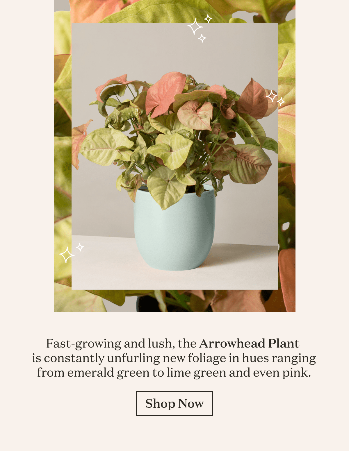 Fast-growing and lush, the Arrowhead Plant is constantly unfurling new foliage in hues ranging from emerald green to lime green and even pink. 