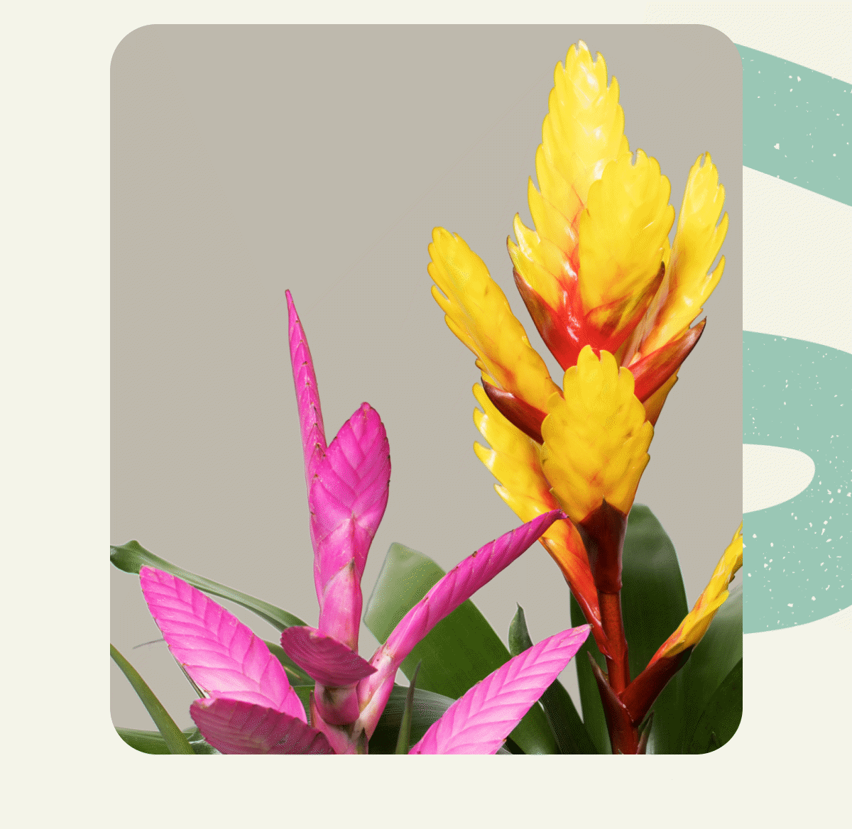 Bromeliads