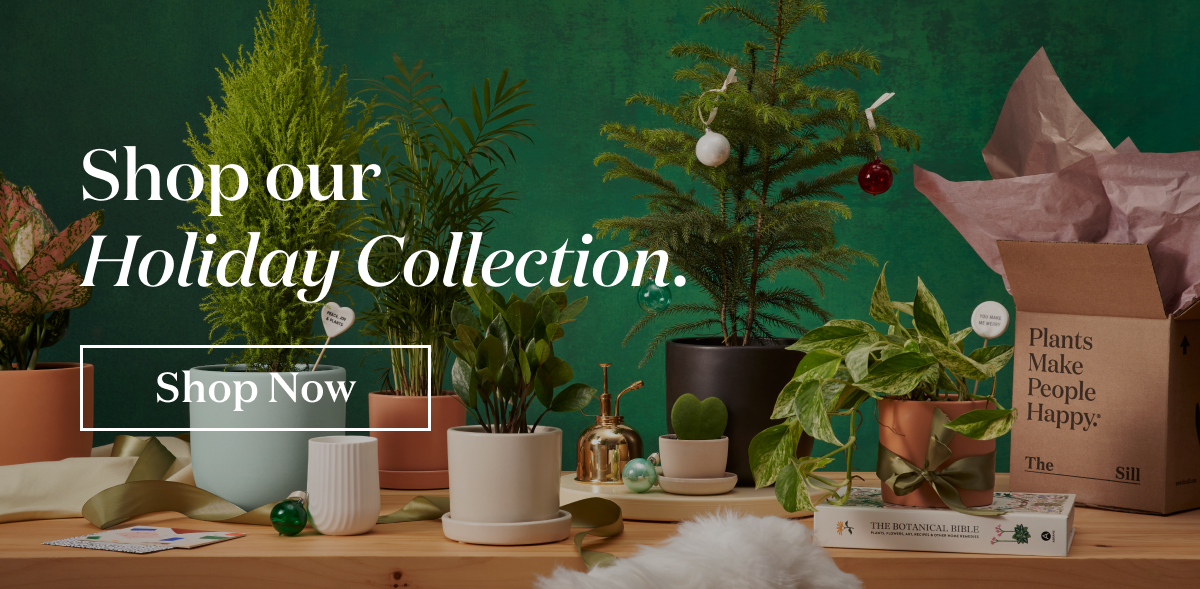 Shop our Holiday Collection