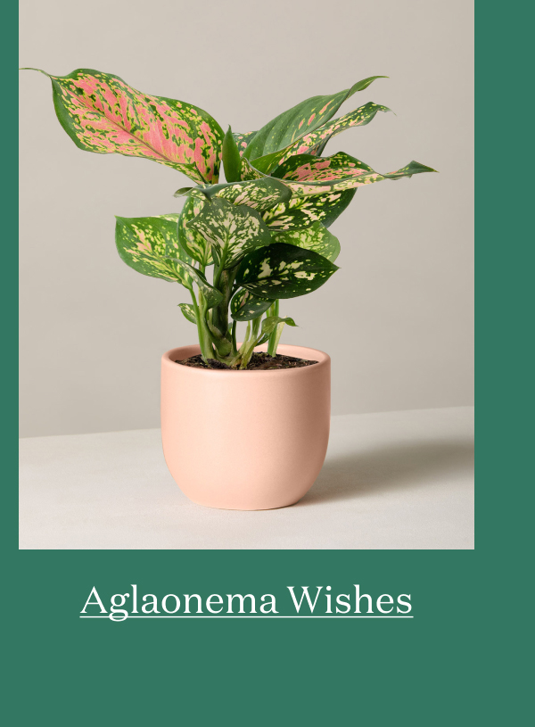 Aglaonema Wishes