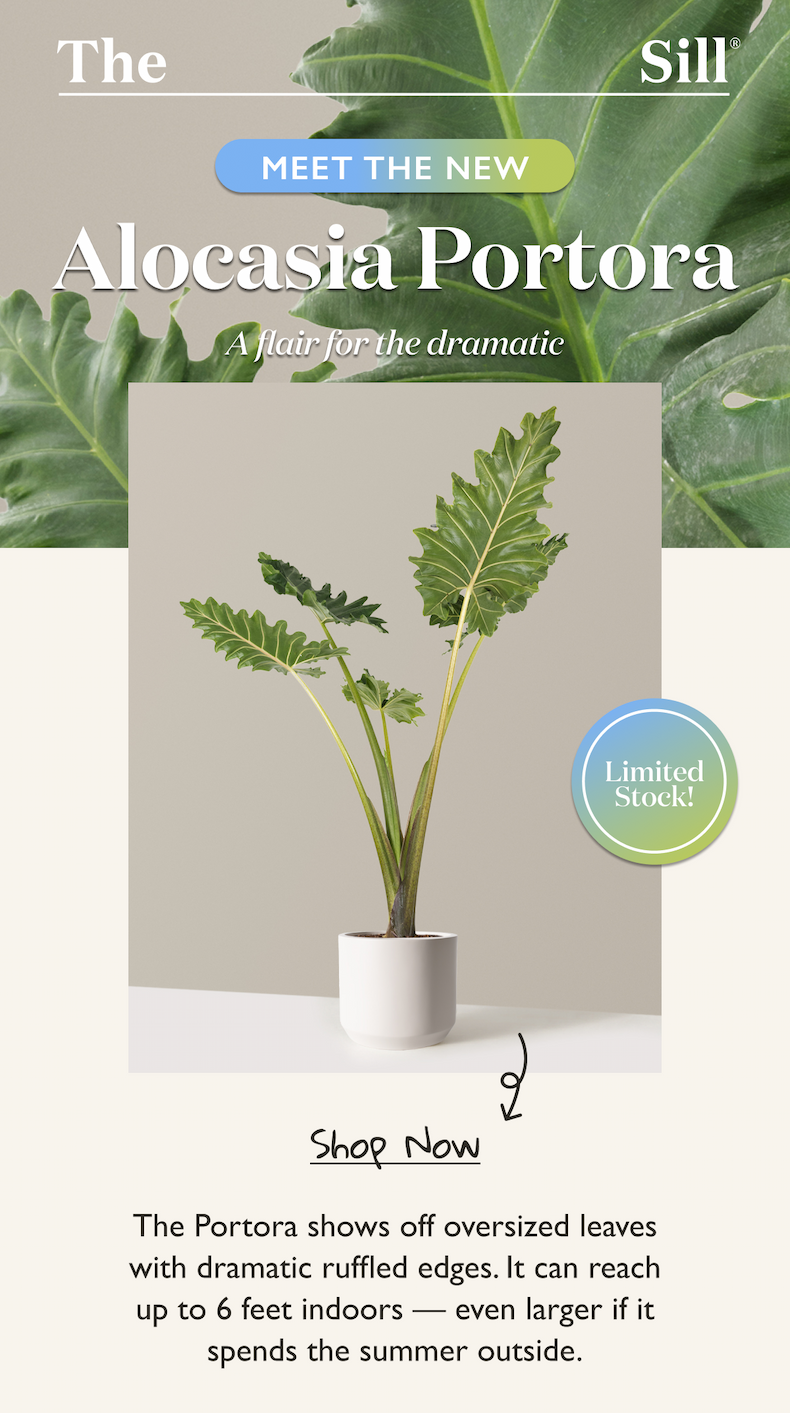 Meet the new Alocasia Portora