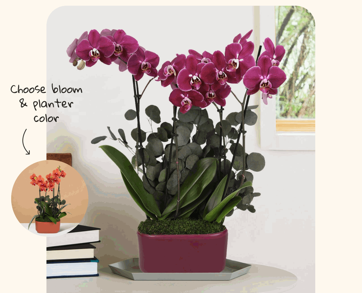 Choose your Orchid bloom and planter color Choose your Orchid bloom and planter color
