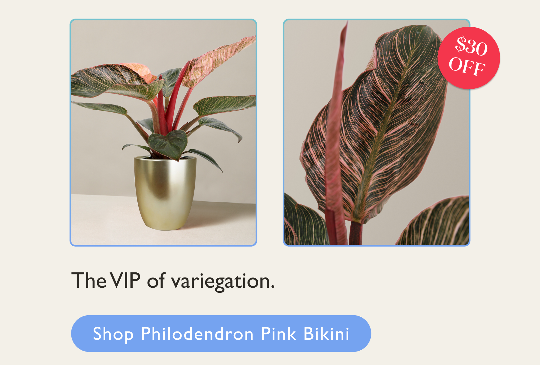 Philodendron Pink Bikini