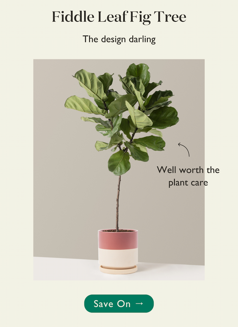 Fiddle Leaf Fig Tree