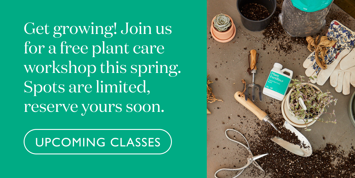 Join us for an online plant care workshop. Suited for beginners, experts, and everyone in between.