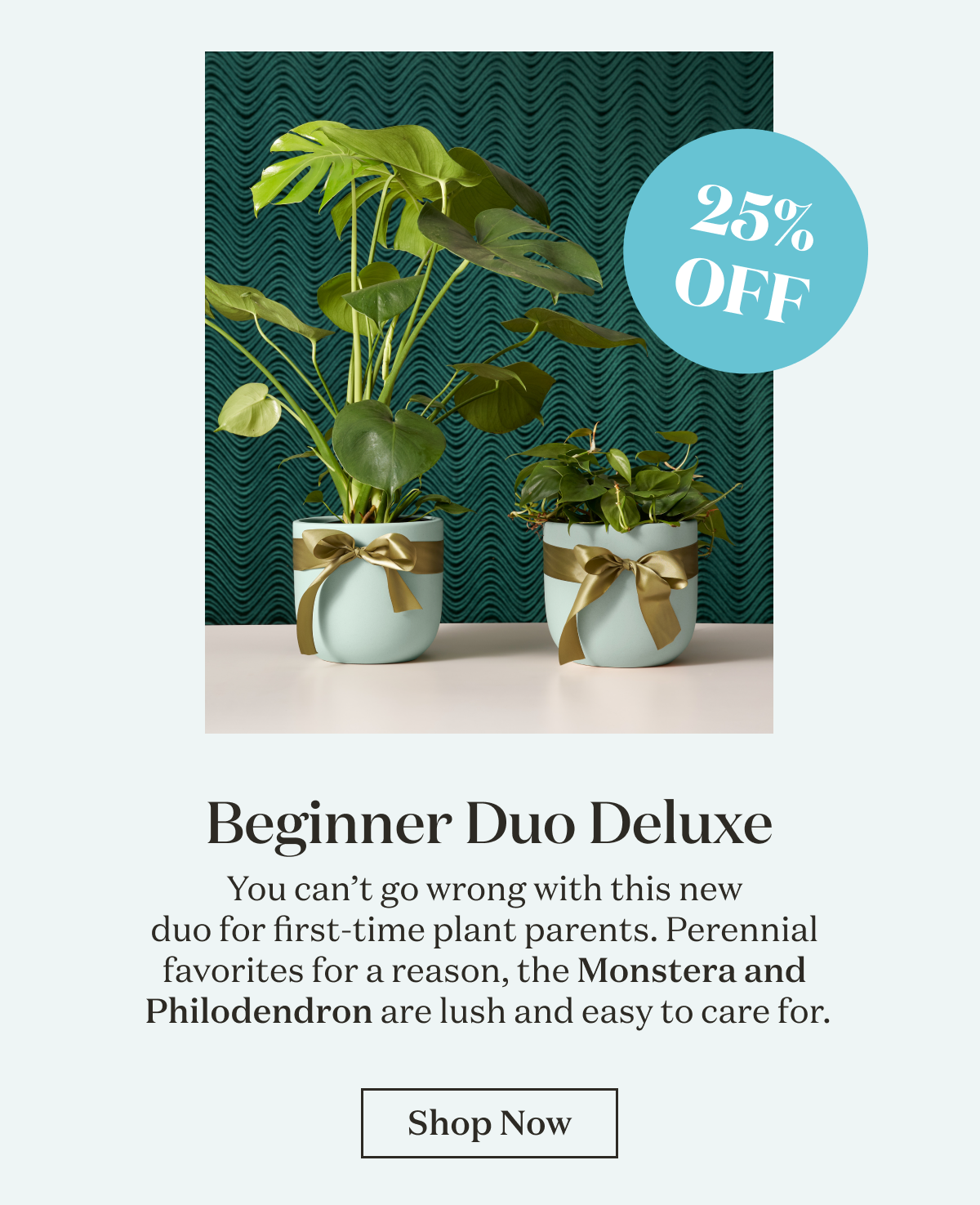 Beginner Duo Deluxe. You can’t go wrong with this new  duo for first-time plant parents. Perennial  favorites for a reason, the Monstera and  Philodendron are lush and easy to care for.