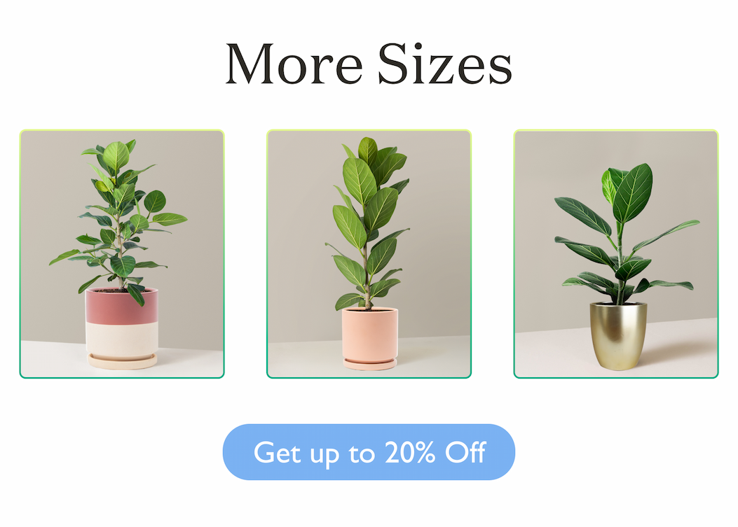 Ficus Audrey Bush More Sizes