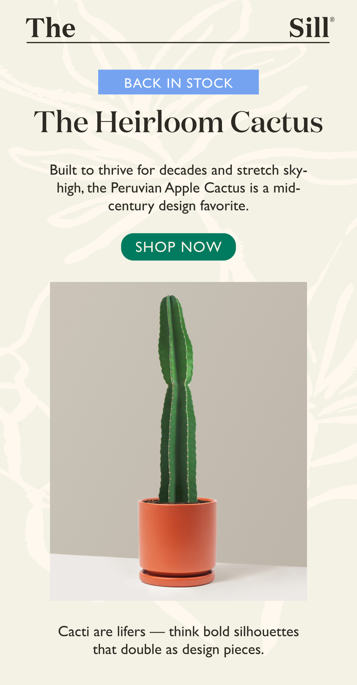 Back In Stock: The Heirloom Cactus