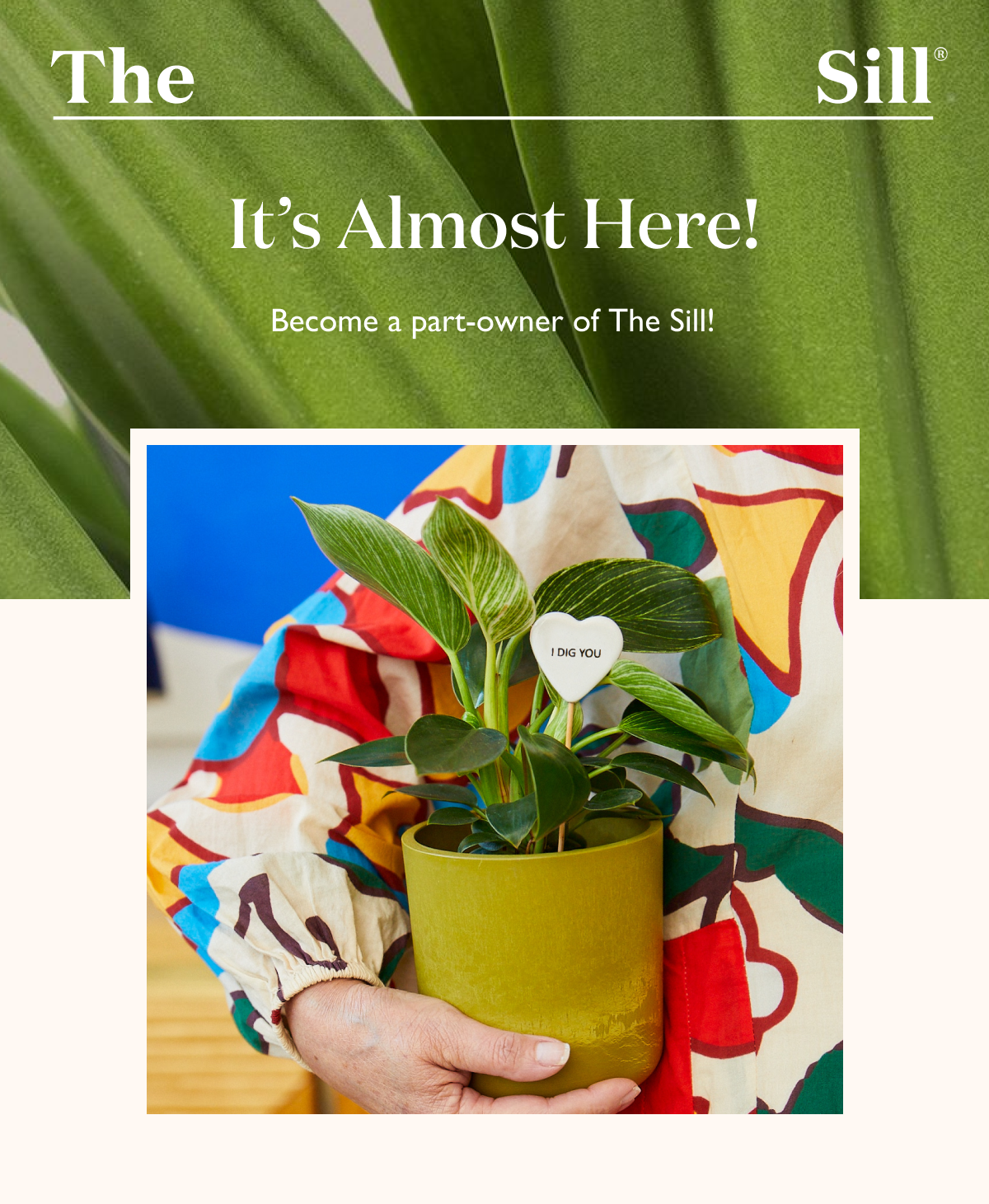 Discover the Sill - Read our Story
