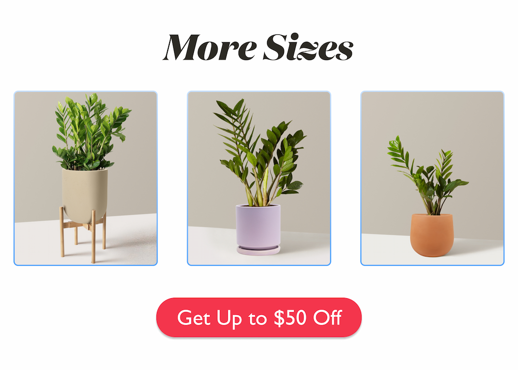 More ZZ Plant Sizes