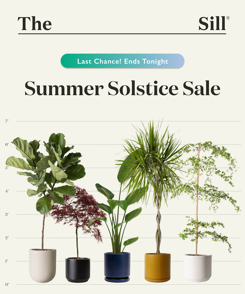 Last chance! The Summer Solstice Sale ends tonight.