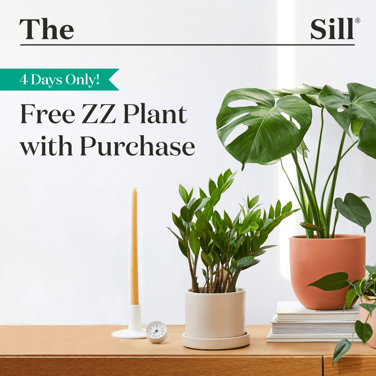 Limited Time Only! Free ZZ Plant with Purchase.