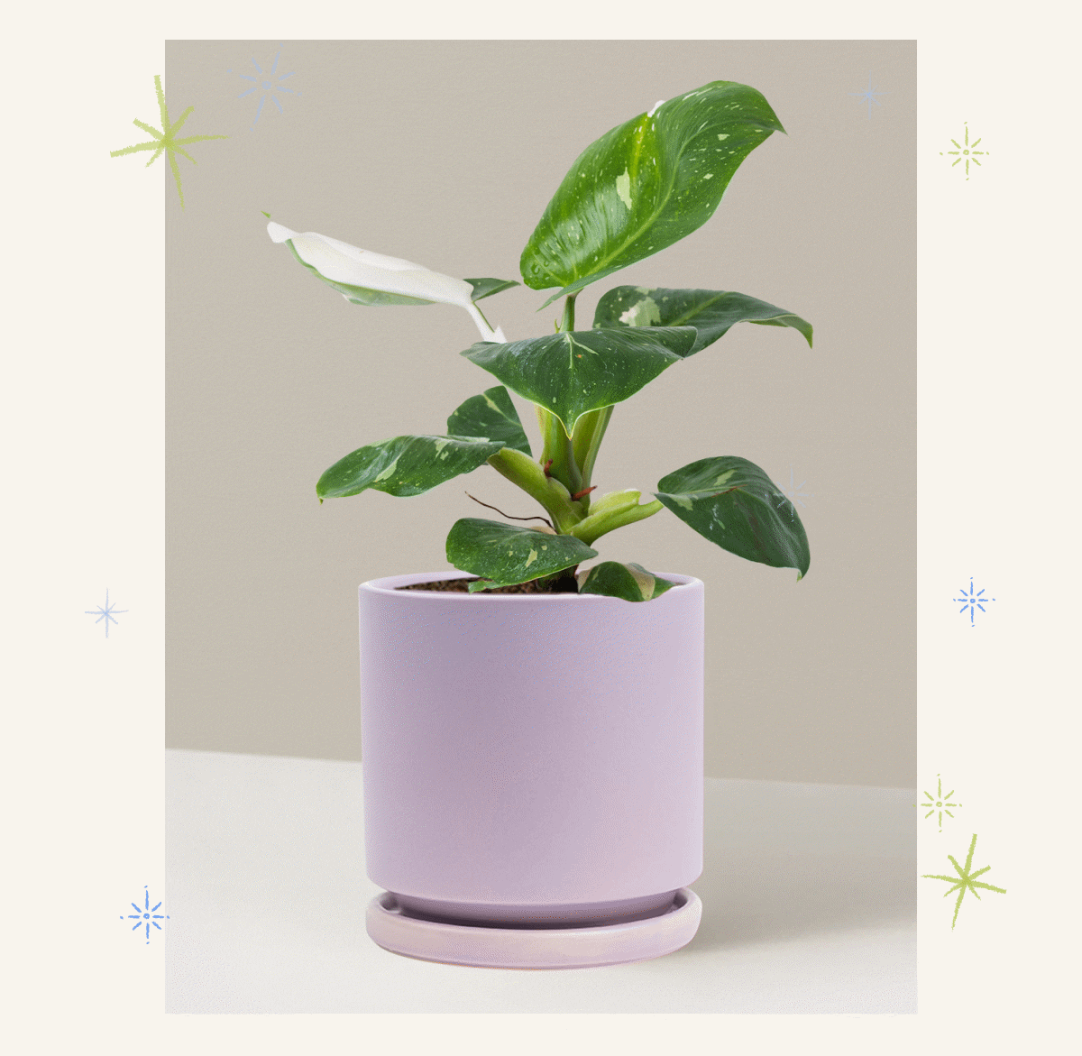 Philodendron White Knight Houseplant