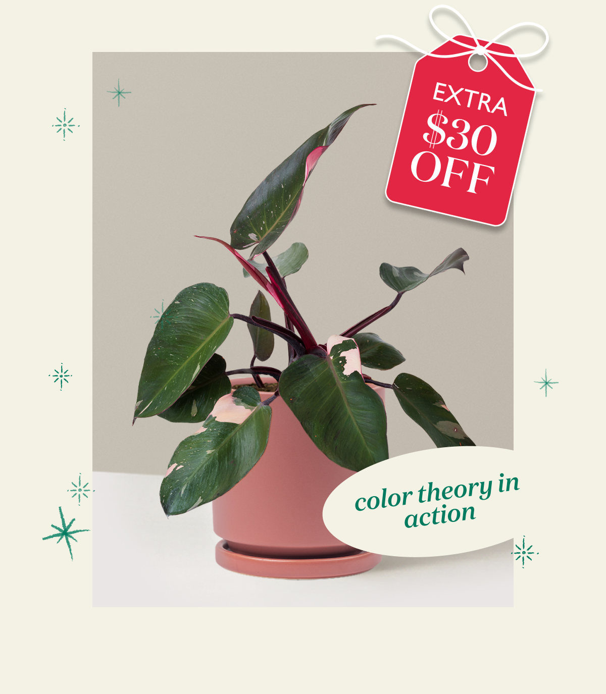 Philodendron Pink Princess
