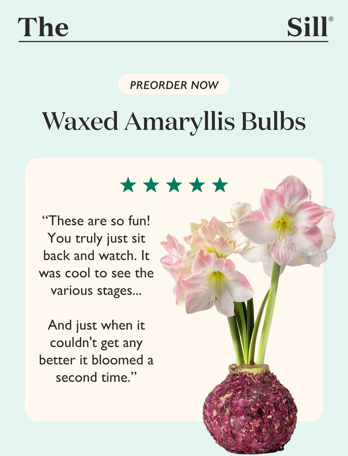 Preorder Now Waxed Amaryllis Bulbs