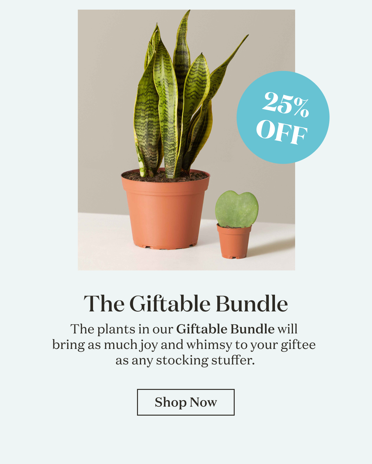 The Giftable Bundle. The plants in our Giftable Bundle will  bring as much joy and whimsy to your giftee  as any stocking stuffer.