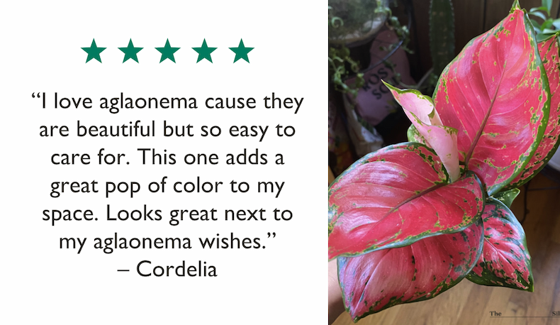 "I love aglaonema cause they are beautiful but so easy to care for. This one adds a great pop of color to my space. Looks great next to my aglaonema wishes." - Cordelia, Real Customer 