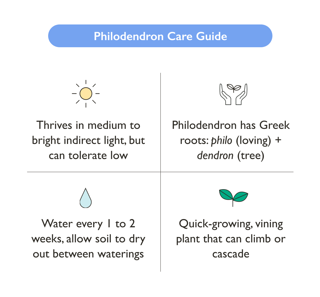 Philodendron Plant Care Guide