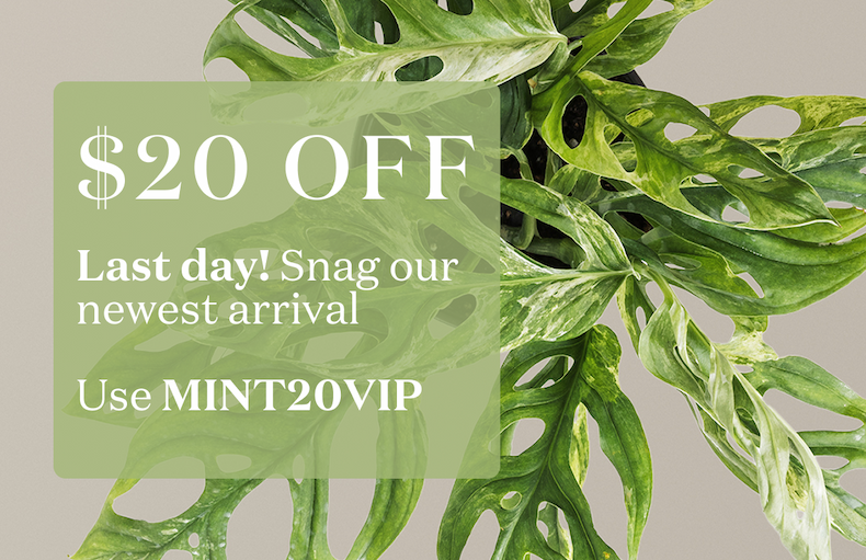 Last day to snag our newest arrival. Use MINT20VIP for a exclusive customer discount.