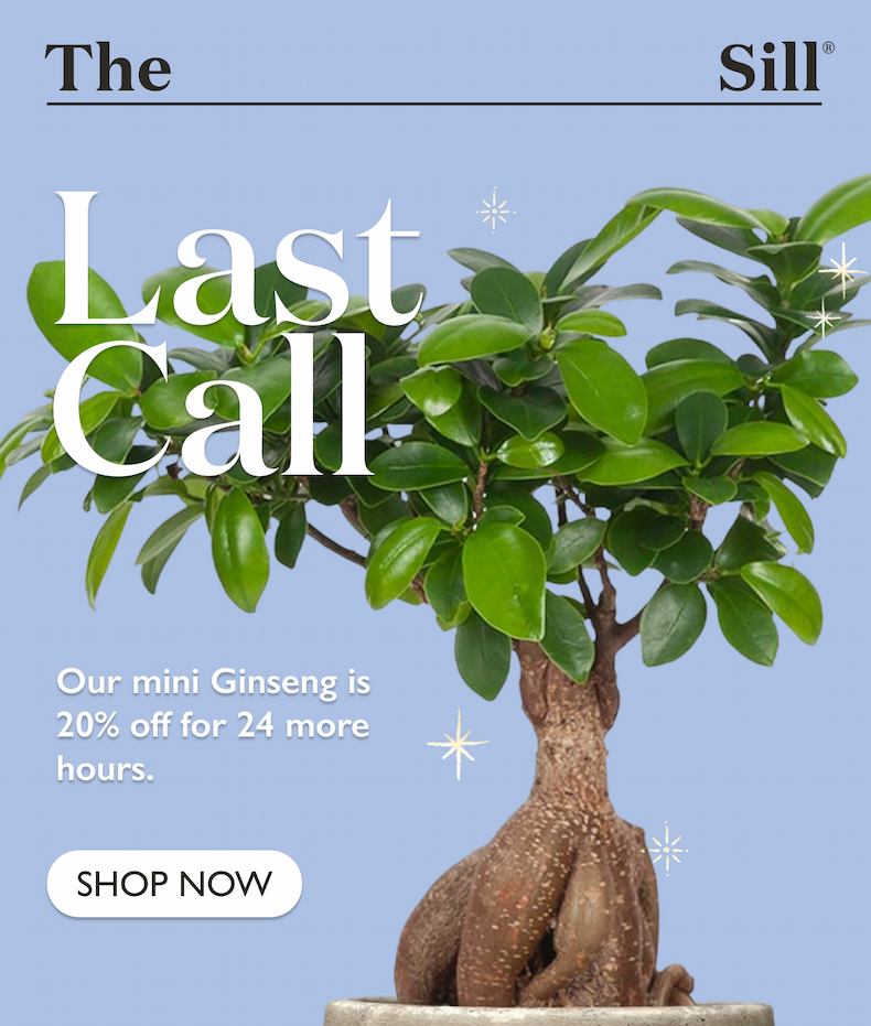 Save on the Bonsai Ficus Ginseng