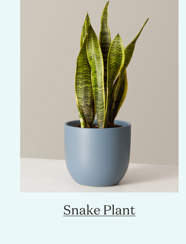 Snake Plant