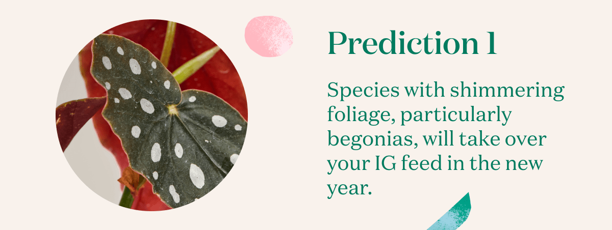 Species with shimmering foliage, particularly begonias, will take over your IG feed in the new year.