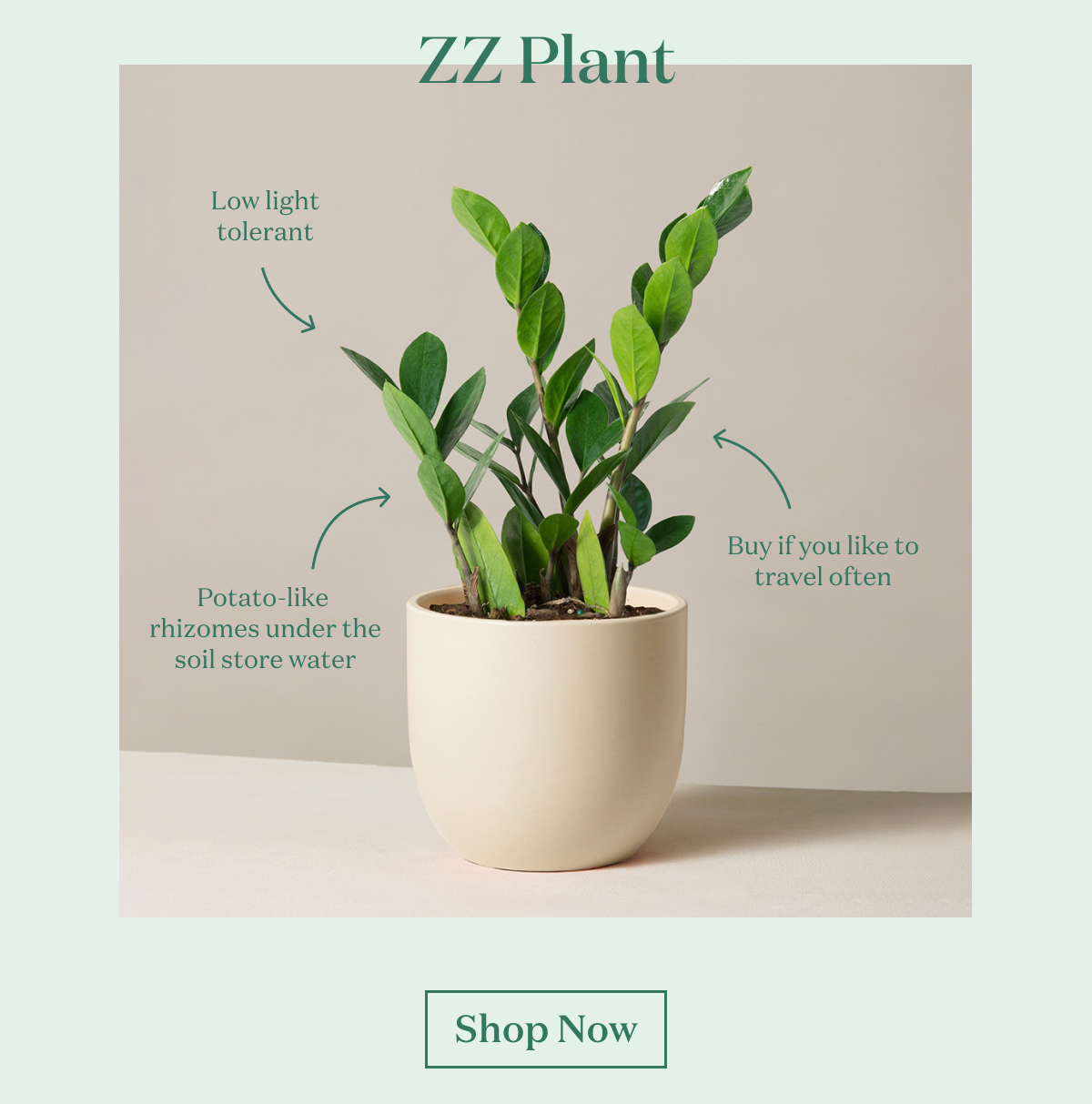ZZ Plant
