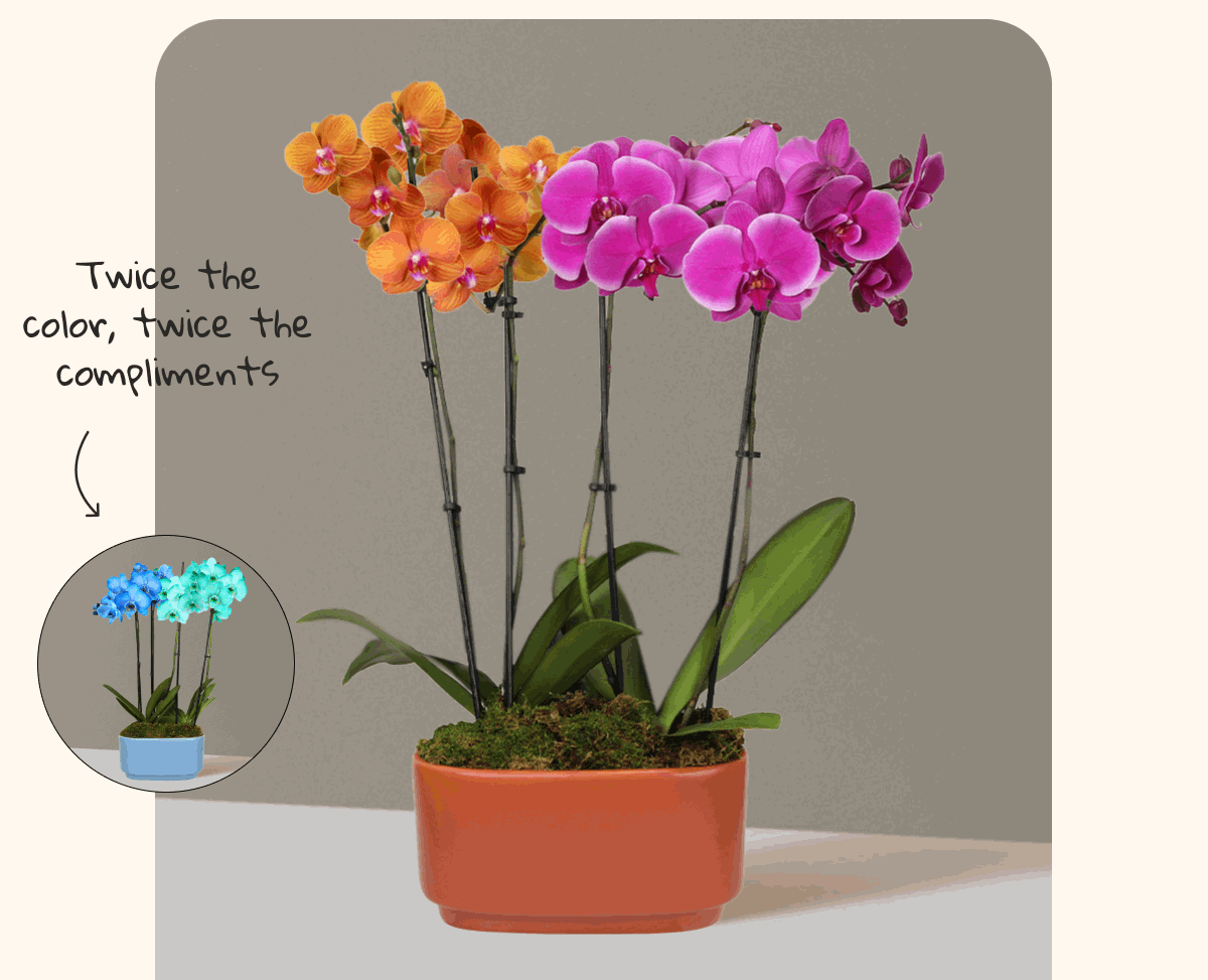 Twice the color, twice the compliments