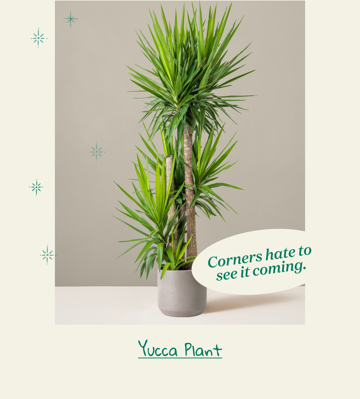 Shop Yucca Plant